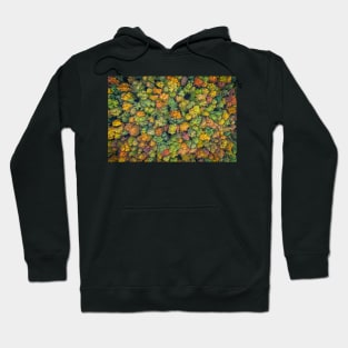 Aerial view of color autumn forest Hoodie